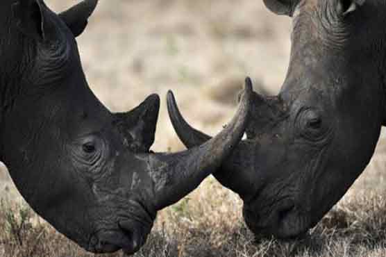 Thai officials seize smuggled rhino horns 
