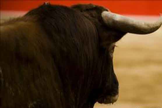 Japan bull tosses, kills man