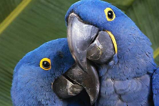 Bangladesh court reunites lovesick parrot with her Prince