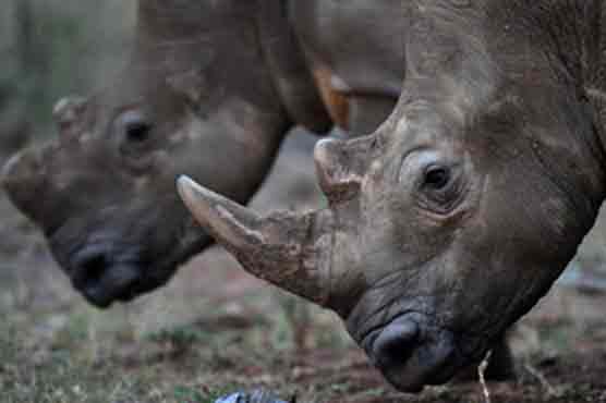 668 rhinos slaughtered for black marketing