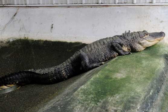 Alligator found guarding US marijuana stash