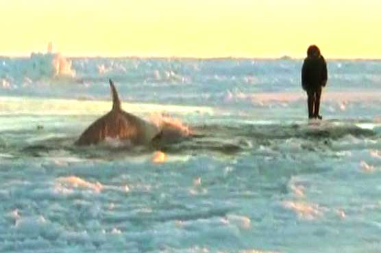 Killer whales trapped in Canada ice freed