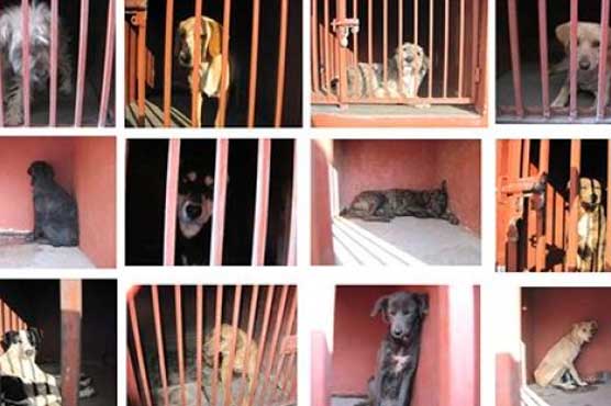 Mexicans protest dog detentions, tests negative