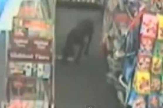Three-legged dog steals sausage from supermarket