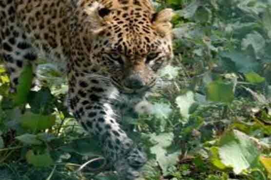 Anti human leopard shot dead