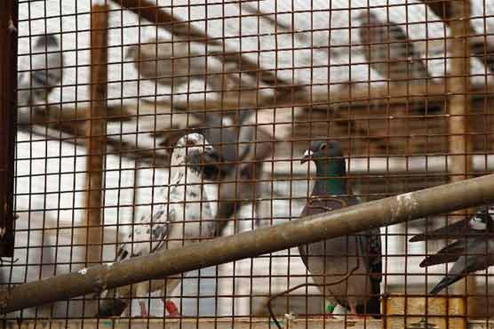 Activists remove animals from Ohio man's house  