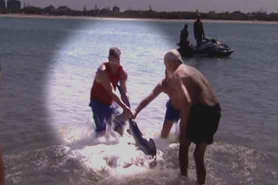 Old man wrestles shark away from children in OZ