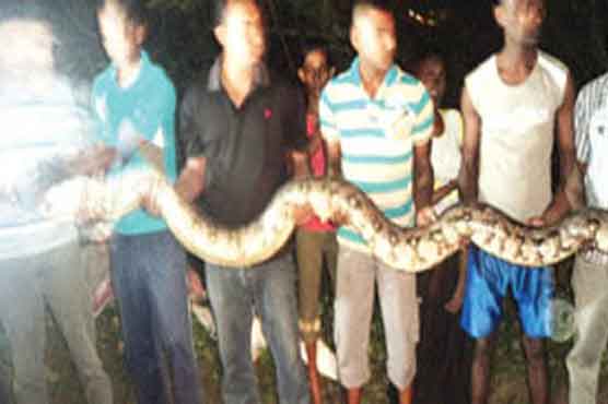 15-foot python found in the garden