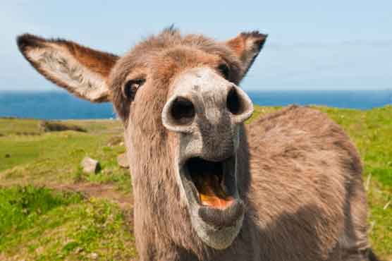 Noisy donkey foils burglary in Colombia