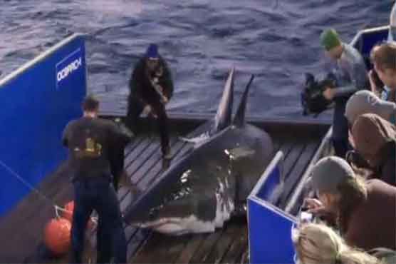 Great white shark hanging out near NC coast again