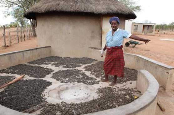 Worms: A Zimbabwe snack, from tree to dinner table