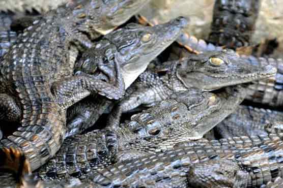 Staff to round fled crocodiles face hurdles flee