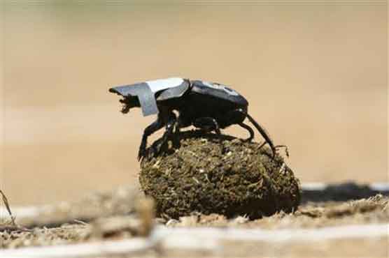 Dung beetles look to the stars