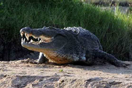 S. Africa police hunt for 10,000 escaped crocodiles