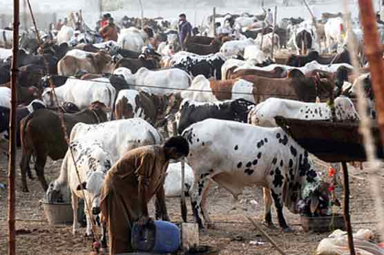Turkey to invest in Punjab livestock sector