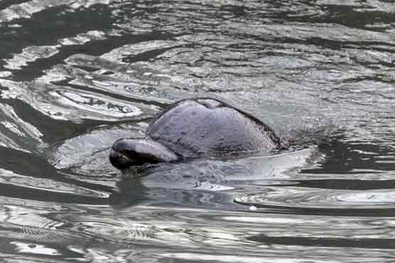Dolphin dies due industrial pollution