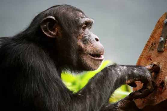 Monkey on space tour   