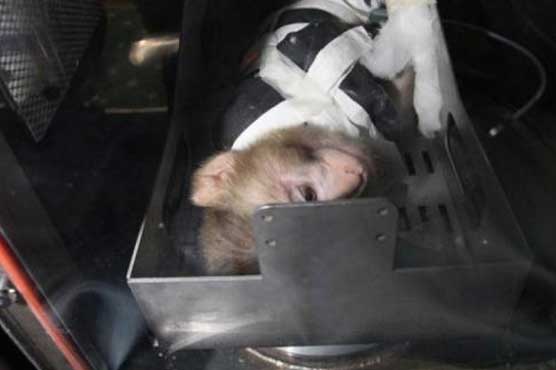 Iran sends monkey into space