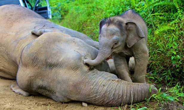 Ten pygmy elephants found dead in Malaysia