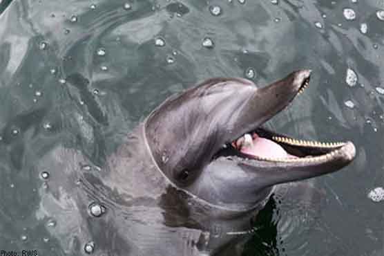 Illegal nets suspected in Sri Lanka dolphin deaths