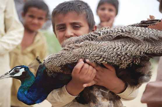 Tharparkar: 15 more peacocks die of 'Ranikhet'