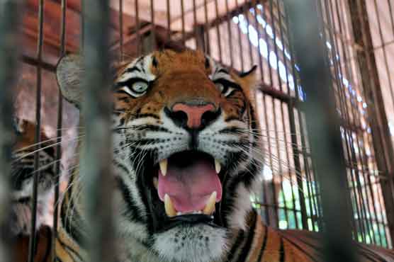 Man killed by three caged tigers in Italy