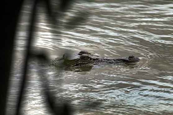 Croc bites off US tourist's fingers 