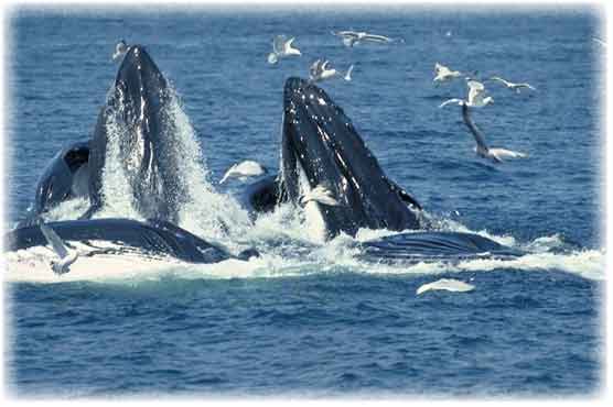 Seagulls feasting on whales? 