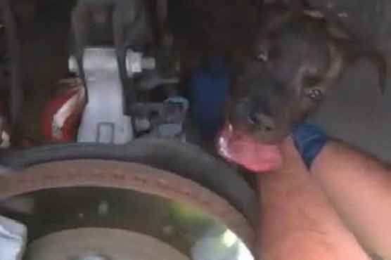 Dog survives 4-mile drive in car engine 