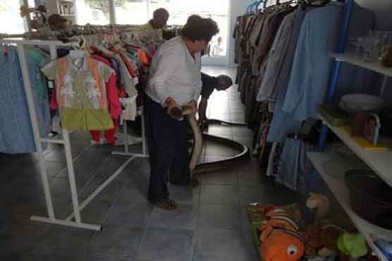 19-foot python breaks into Australian charity