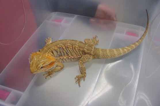 Exotic reptiles stolen from Australian zoo
