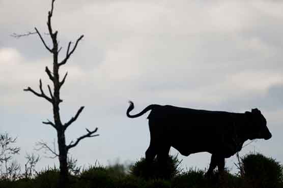 Man in bed killed by falling cow