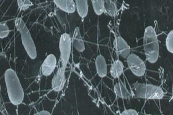 Genomes of 201 microbes sequenced