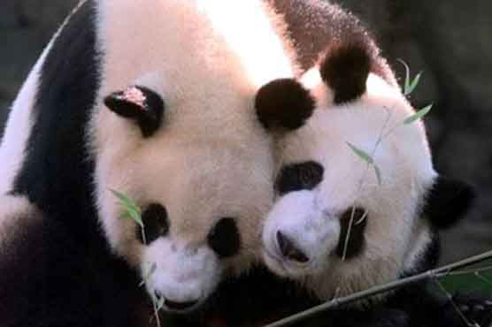 Giant panda gives birth to twins at Zoo Atlanta