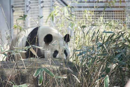 Newborn pandas split time between mom, zoo nursery