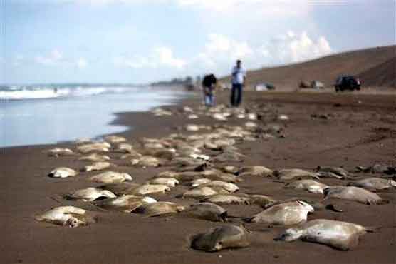 250 dead stingrays found on Mexican beach