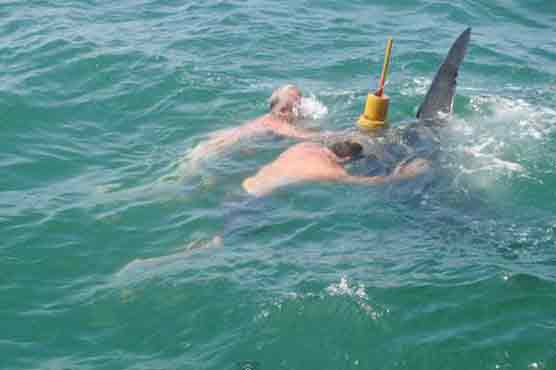 Kennedys' sea turtle rescue was a violation 