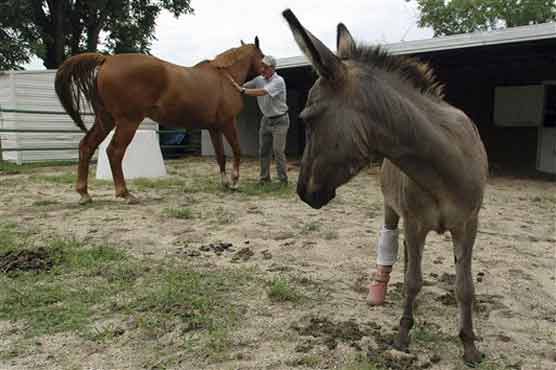 3-legged donkey a lesson for veterinarians 