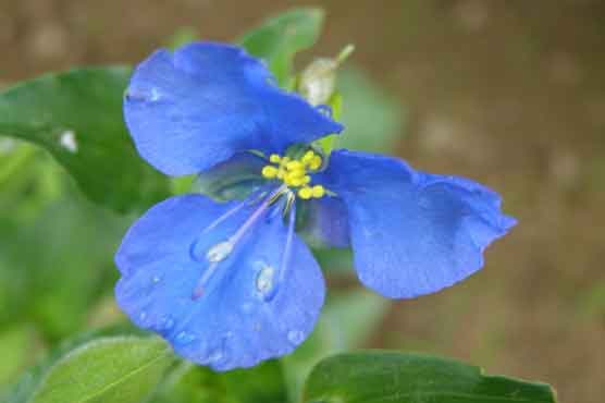 Dayflowers are pretty but recall something sad