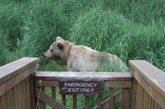 Bears, humans coexist in Alaska park