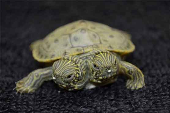 Two-headed turtle at Texas zoo has Facebook page
