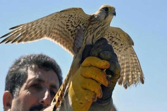 Turkey frees bird accused of spying for Israel 