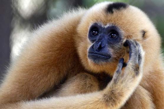 Monogamy may sound sweet, but why it evolved isn't