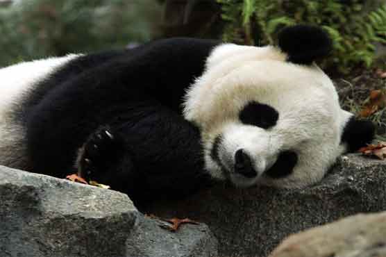 Zoo temporarily closing part of panda house