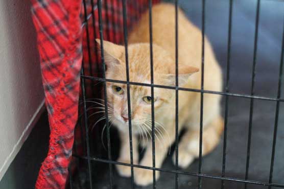 Cat found on freighter from Philippines to LA