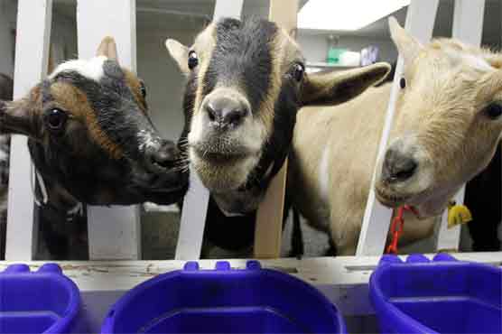 Goats detained in India for damaging car 