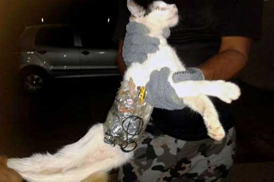 Cat caught smuggling cell phones into Russian jail