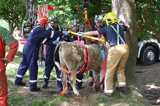 Fire crews called to rescue cow that got its head stuck in a tree