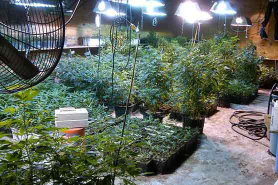 Woman from wealthy NY suburb grows marijuana 