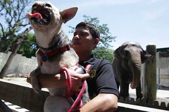 Philippine town honors dog injured saving 2 girls